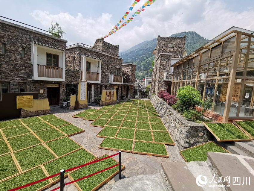 2016年正在曬春茶“茶祥子”制茶坊。受訪者供圖